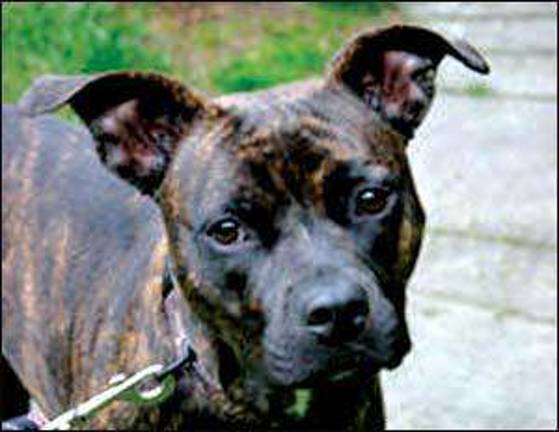 Judge rules for the dog Judge rules for the dog