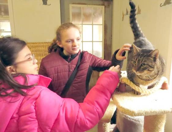 The cats really enjoyed the visit by the DVE-News/TV reporter team. They also loved playing with the equipment and cords!