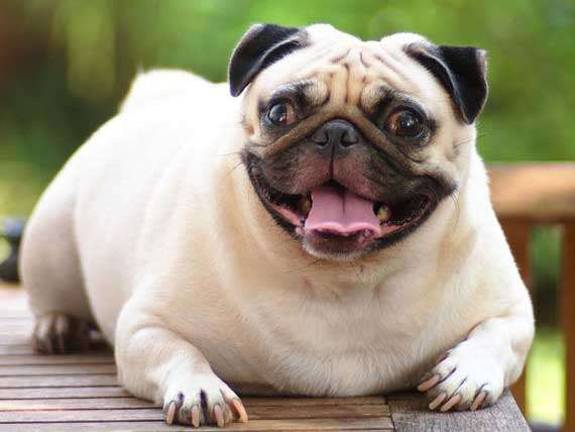 Harsh winter can mean fat pets Harsh winter can mean fat pets