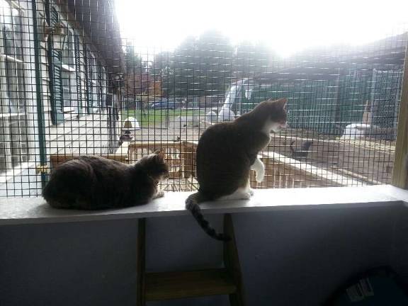 Pike County Humane Society celebrates 50th anniversary Photo by Vicki Botta Cats enjoying the fresh air in the enclosed porch.