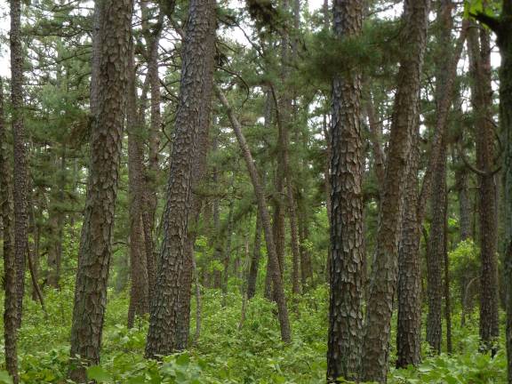Destructive southern pine beetle strikes Northeast Pitch pines in Wharton State Forest in southern New Jersey (Photo by Pamela Chergotis)