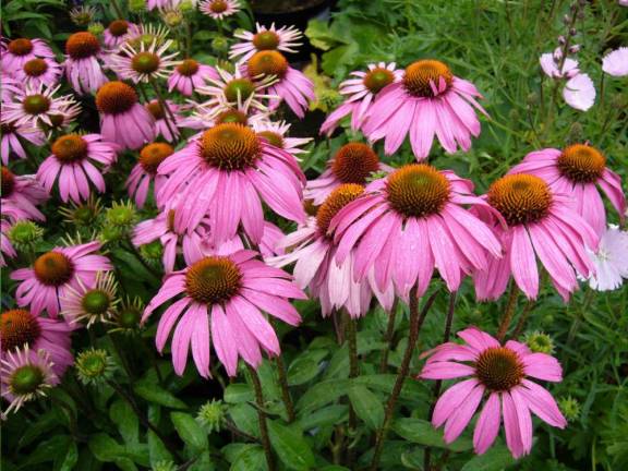Echinacea will be among the flowers available this coming Saturday at the Milford Garden Club’s Perennial Plant Sale. Image by Shirley Hirst from Pixabay.