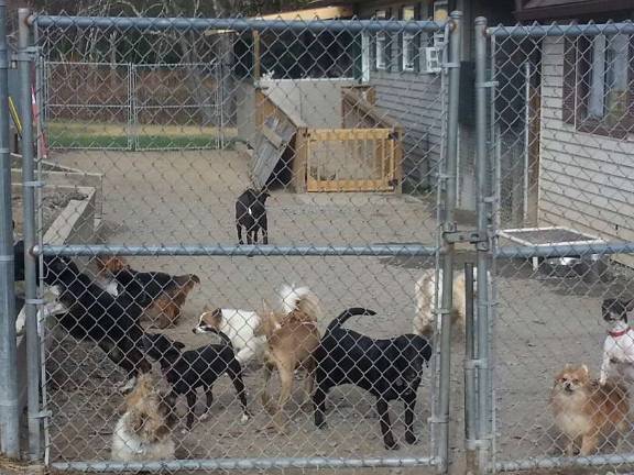 Pike County Humane Society celebrates 50th anniversary Photo by Vicki Botta Medium size dogs in outdoor enclosure.