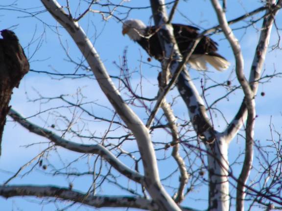 Of dark-eyed juncos and ruby-crowned kinglets Bald eagles (Photo provided)