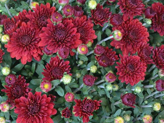 Milford Garden Club selling mums for fall planting Milford Garden Club selling mums for fall planting