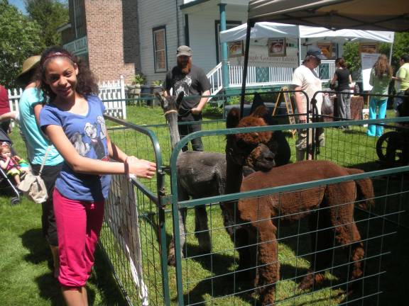 Fresh, local goods a plenty Lizzy Dillon admires the Alpacas.