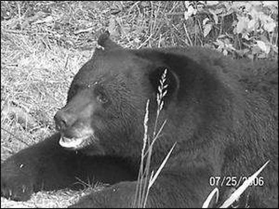 Lions and tiger and bears, oh my! Lions and tiger and bears, oh my!