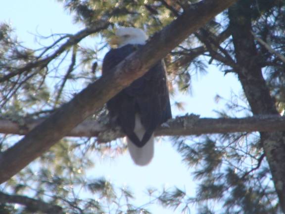 Of dark-eyed juncos and ruby-crowned kinglets Bald eagle (Photo provided)