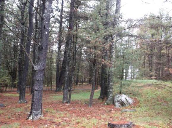 Private setting, tall pines, and lake access Private setting, tall pines, and lake access