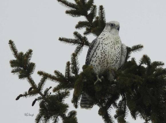 Local surgeon captures raptors in through photography Gyrfalcon sitting on a tree.