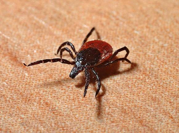 Tick Borne Diseases Task Force Health Symposium coming July 30