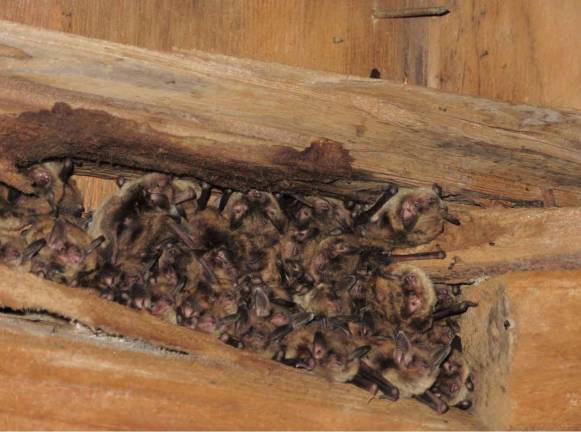 Bat appreciation talk, as their numbers dwindle Local little brown bats at one of three known maternity roost sites in the Upper Delaware Scenic and Recreational River. (NPS photo provided)