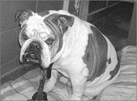 Shelter investigates cruelty case Shelter investigates cruelty case