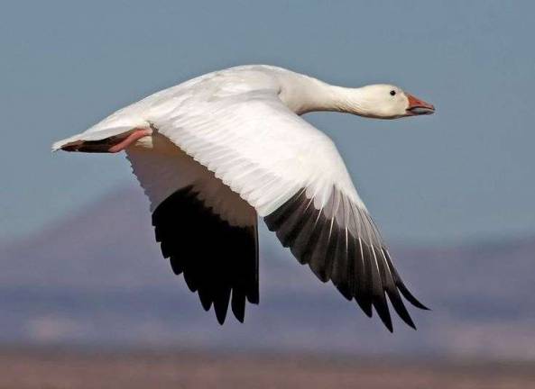 Snow geese start migration early