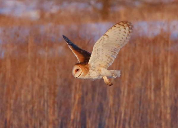 Local surgeon captures raptors in through photography Barn Owl.