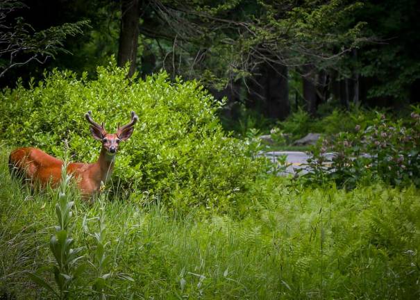 Local summer activities that won’t break the bank <b>Harriman State Park, Harriman, NY. Photo by Sammie Finch</b>