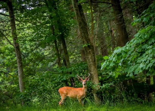 Local summer activities that won’t break the bank <b>Harriman State Park, Harriman, NY. Photo by Sammie Finch</b>