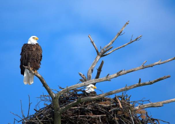 Practicing ‘Eagle-Eyed Etiquette’