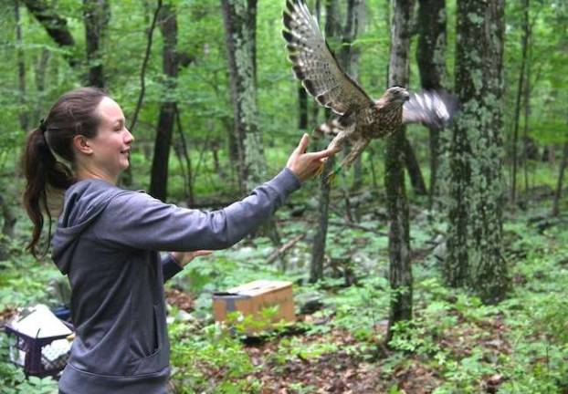 ESU student breaks ground on broad-winged hawks Cassie Baun (Photo provided)