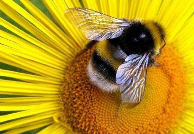 Study: American, European bumblebees feeling climate sting Study: American, European bumblebees feeling climate sting