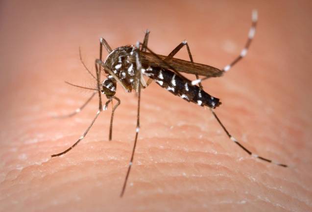 Eco-Friendly Mosquito Control courtesy of James Gathany CDC. Weeding the garden, adding some birdhouses, eliminating standing water and using fans and citronella candles are just a few of the eco-friendly ways to keep mosquitoes at bay this season.