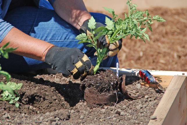 Grow your best tomato yet Photo credit: Melinda Myers, LLC Plant tomatoes slightly deeper or in a trench for better rooting.