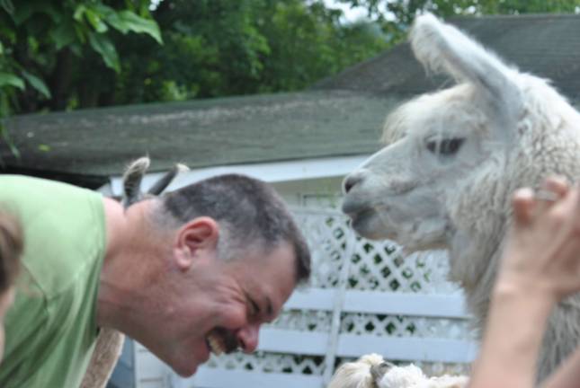 Up close and personal with llamas Ronald Rozas came from Staten Island for the 15th year to see the llamas.