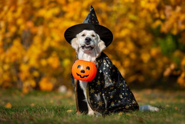 What are your Halloween plans? Take the community survey What are your Halloween plans? Take the community survey