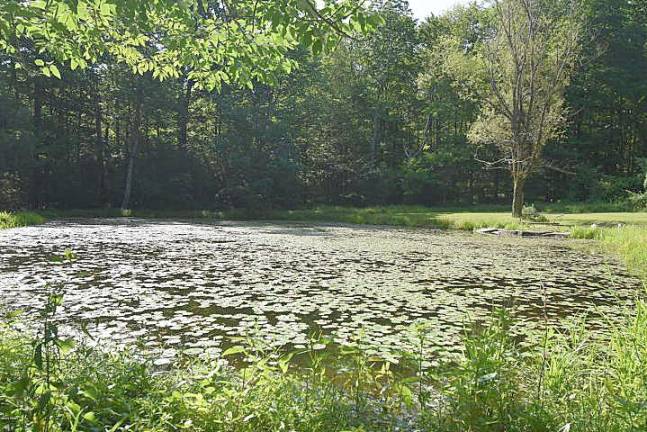 Spacious four-bedroom with pond and stream Pond