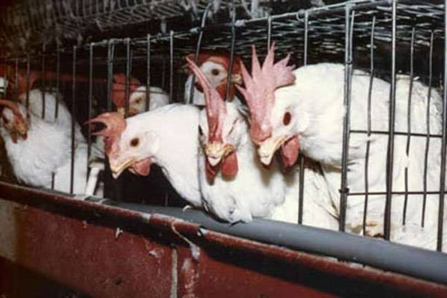 Year-'round April Fools’ Day: The meat industry's remarkable hoaxes (Photo: peta.org)