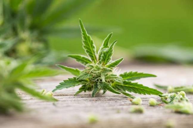 Pennsylvania physicians advise FDA on marijuana for medical use Pennsylvania physicians advise FDA on marijuana for medical use