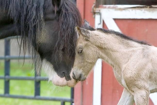 GAIT horse Thunder dies after medical efforts fail GAIT horse Thunder dies after medical efforts fail