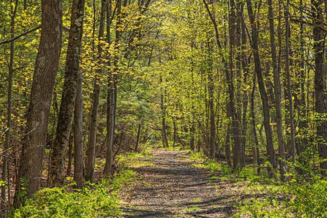 The O&amp;W Rail Trail from Foordmore to Unity Hall.