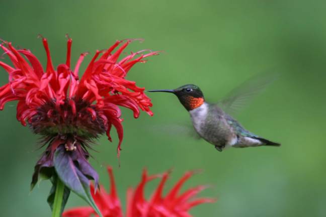 Say no to mowing, yes to pollinators and birds Say no to mowing, yes to pollinators and birds