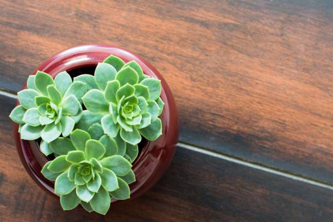 Perennial Plant Sale Stock photo