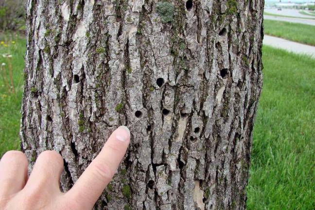 Borer holes in an ash tree (Photo: Nebraska Forest Service-University of Nebraska)