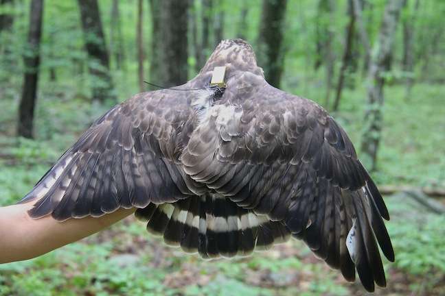 ESU student breaks ground on broad-winged hawks Hawk transmitter (Photo provided)