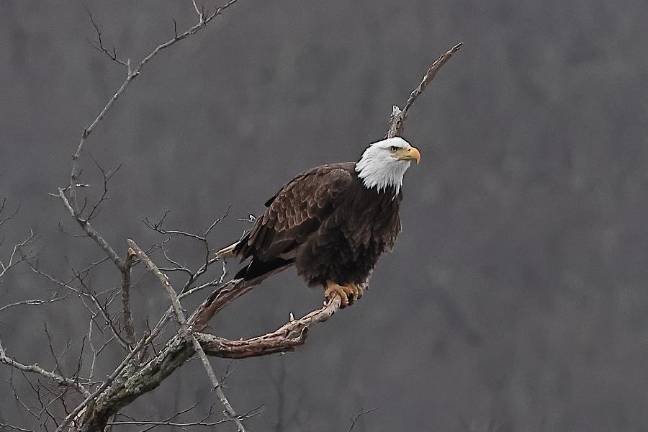 Winter Eagle Watch bus tours Winter Eagle Watch bus tours