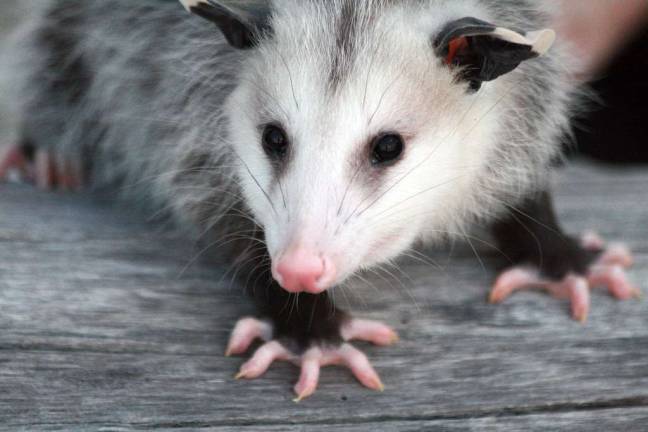 Meet the unsung hero of the Lyme epidemic The Virginia opossum