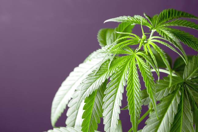 Pennsylvania's top cop now supports legalizing marijuana Pennsylvania's top cop now supports legalizing marijuana