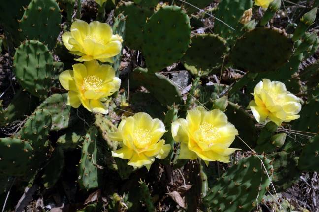 New protections may come for native Pennsylvania plants The prickly pear cactus -- the only cactus native to Pennsylvania -- blooms on the cliffs above Milford in early summer (Photo by Pamela Chergotis)
