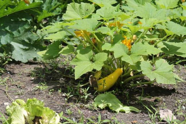 Nominate your killer garden Flourishing Squash.