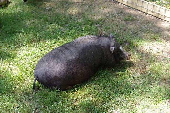 A Day at Country Ark Farm A pot-bellied pig relaxes.