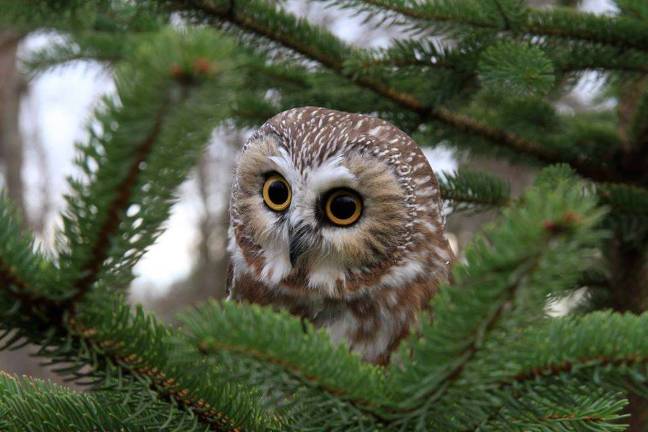 The raptors need your help A resident of the Delaware Valley Raptor Center (Facebook photo)