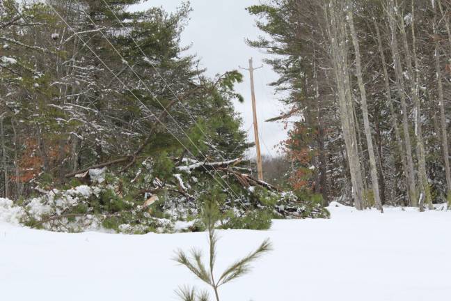 Power lines downed by Winter Storm Riley (Photo by Pamela Chergotis)