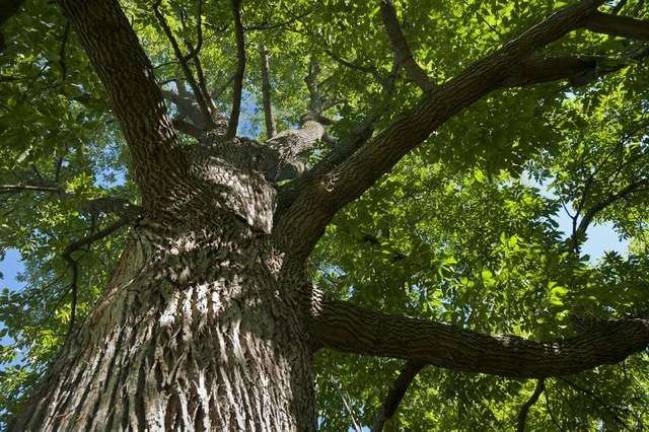 Ash tree (Upper Valley Land Trust: uvlt.org)