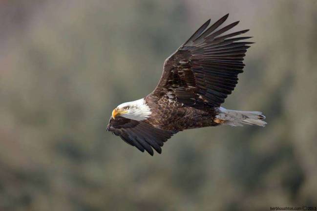 Winter is for eagles Photo provided A bald eagle of the Upper Delaware