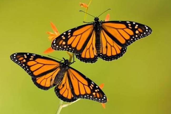 Monarch butterflies