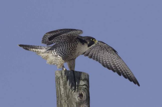 Local surgeon captures raptors in through photography Peregrine Falcon.