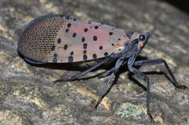 Spotted lanternfly